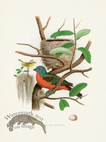 Thomas Gentry Bird 22